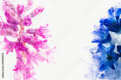 Fototapeta Naklejka Na Ścianę i Meble -  Hyazinthen blau und pink in Eis