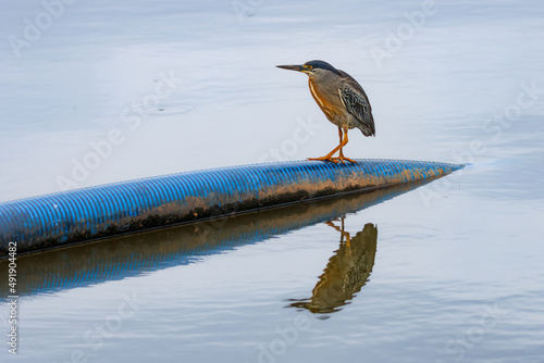 A heron resting on a large water circulation pipe in a pond