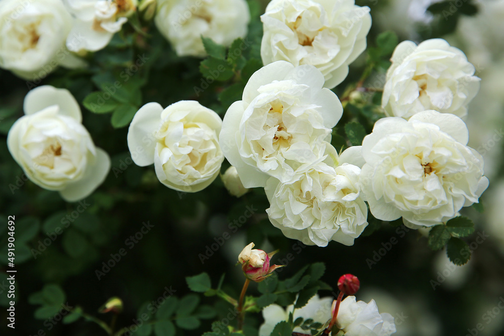 Blurred flowers background. Blooming white dogrose in the garden Blurred flowers background. Blooming white dogrose in the garden