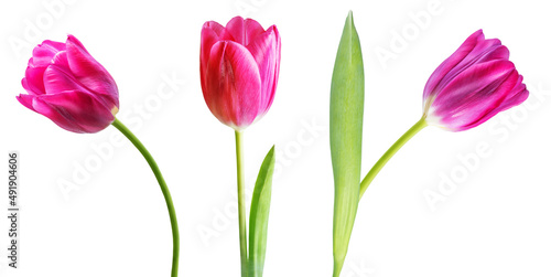 Wallpaper Mural Fresh flower tulip on a white isolated background Torontodigital.ca