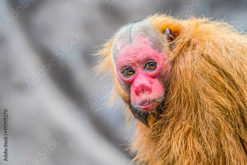 A very special monkey stares at the camera (Cacajao)