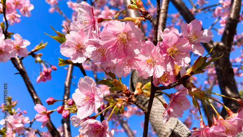 春の訪れを告げる桜