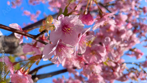 春の訪れを告げる桜