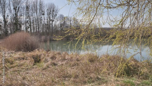 Bordure d'étang au début de printemps photo