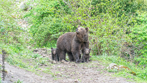 Oso Salvaje en cuenca, España.