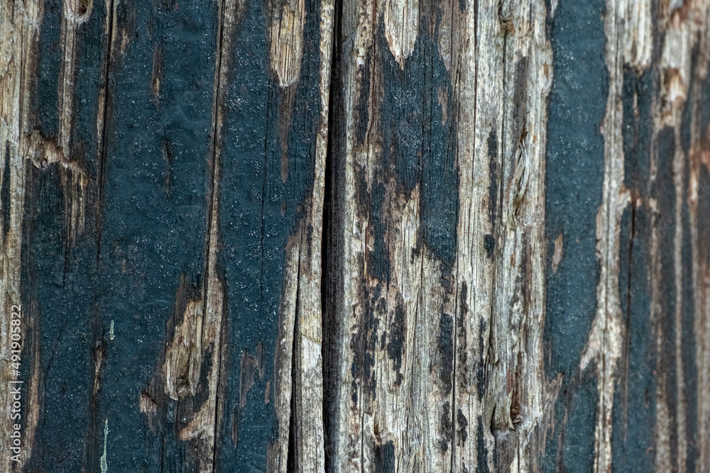 Texture of wooden background close-up. Old brown wood texture. Background definition, empty template. Wooden board with peeling green paint
