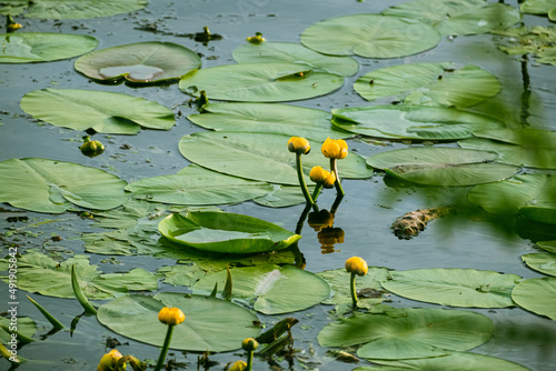 Beautiful water yellow lily flowers in pond. Yellow water lilies Nuphar lutea on river. Leaves and flowers of Nuphar lutea Nature background Selective focus with shallow depth of field, Ukraine