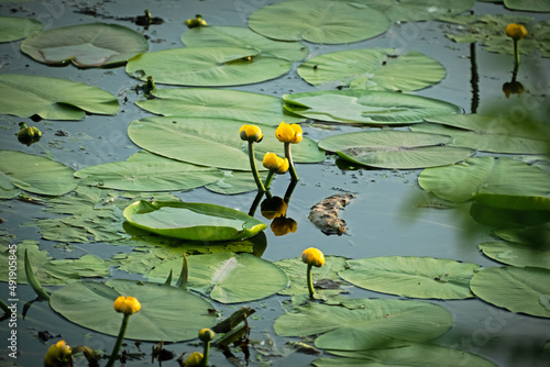 Obraz na plátně Beautiful water yellow lily flowers in pond