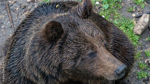 Wallpaper Mural Oso Salvaje en cuenca, España. Torontodigital.ca