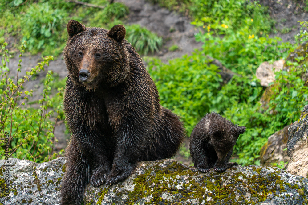 Fototapeta premium Oso Salvaje en cuenca, España.