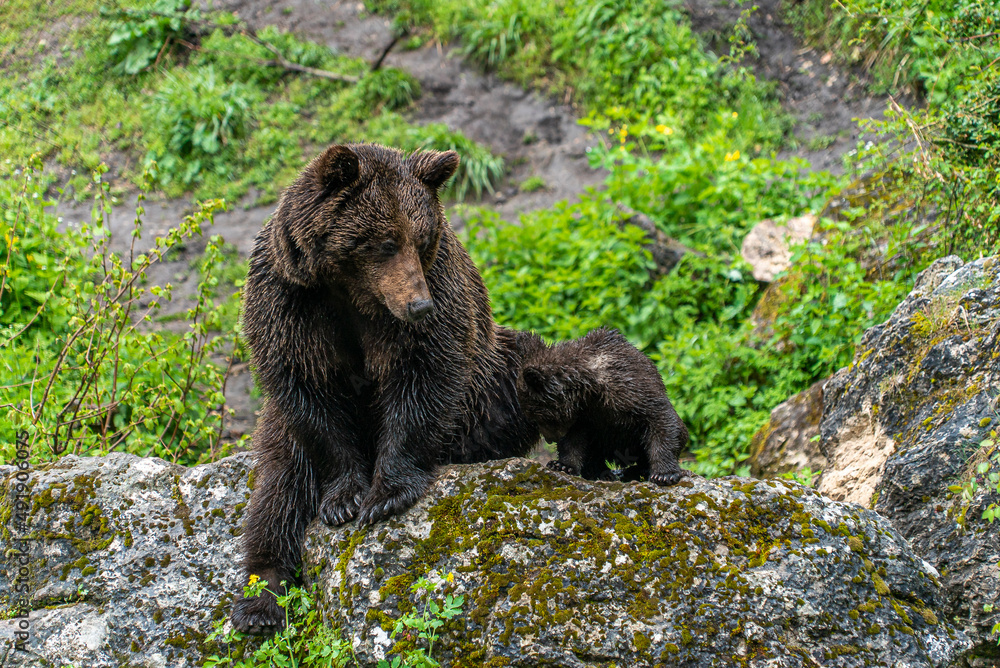 Naklejka premium Oso Salvaje en cuenca, España.