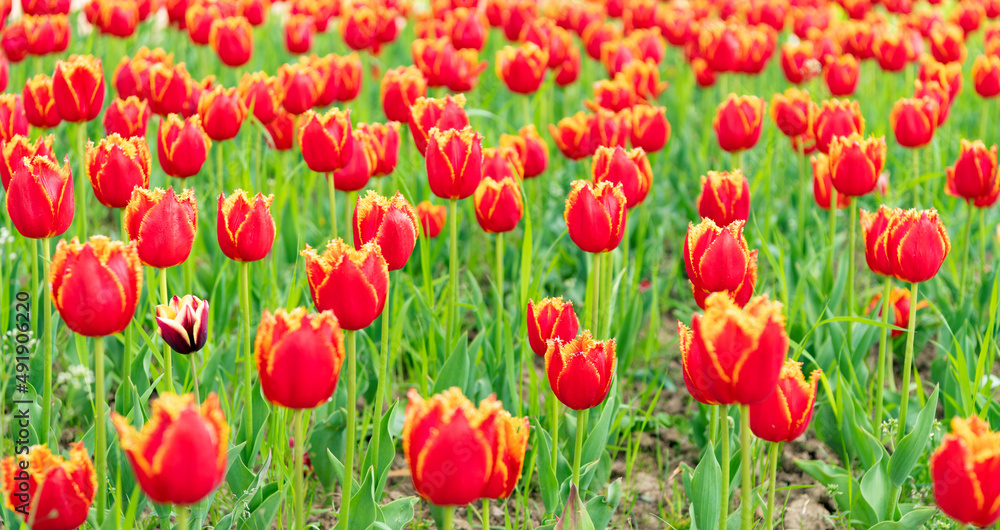 Fototapeta premium red flowers of fresh holland tulips in field. spring