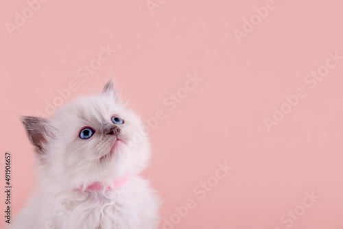 little ragdoll kitten with blue eyes in pink collar sitting on a pink background. High quality photo for card and calendar. Space for text