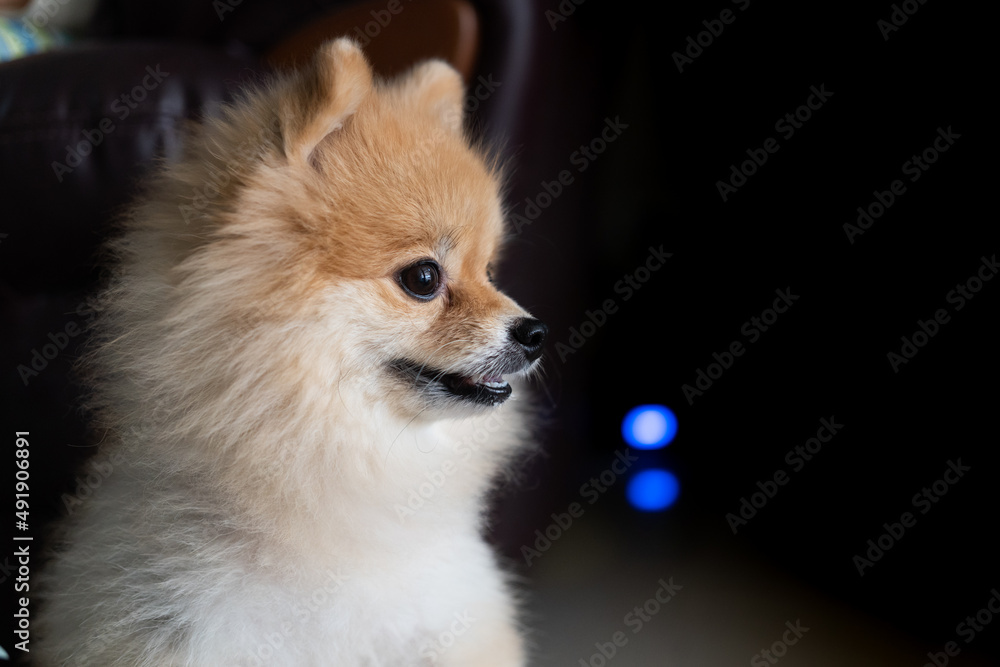 Pomeranian dog sits at the door and wants to go outside. A dog laying down in front of a front door with a sad expression waiting for the arrival her owner to come home Pomeranian dog sits at the door and wants to go outside. A dog laying down in front of a front door with a sad expression waiting for the arrival her owner to come home