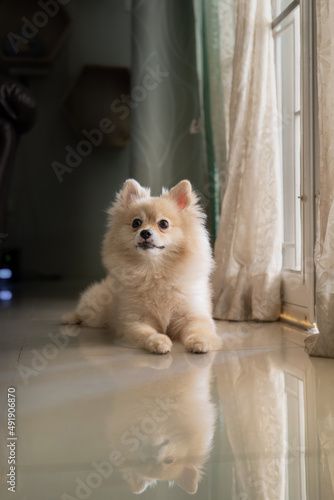 Pomeranian dog sits at the door and wants to go outside. A dog laying down in front of a front door with a sad expression waiting for the arrival her owner to come home