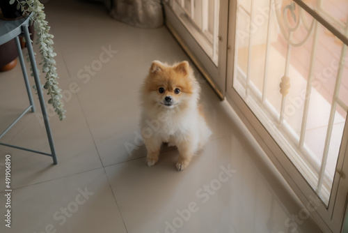 Pomeranian dog sits at the door and wants to go outside. A dog laying down in front of a front door with a sad expression waiting for the arrival her owner to come home