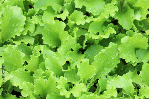 Textured background, green leaves salad with water drops 