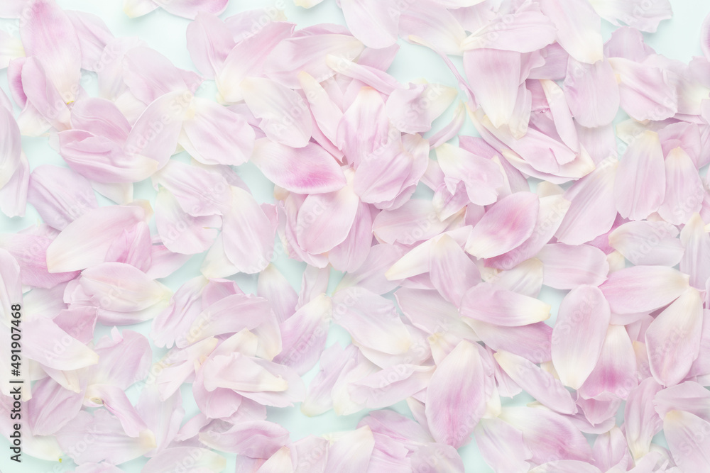 Fototapeta premium Pink tulip petals on pastel background.