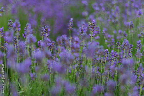 Lavender field. A girl with a basket and a straw hat picks flowers.