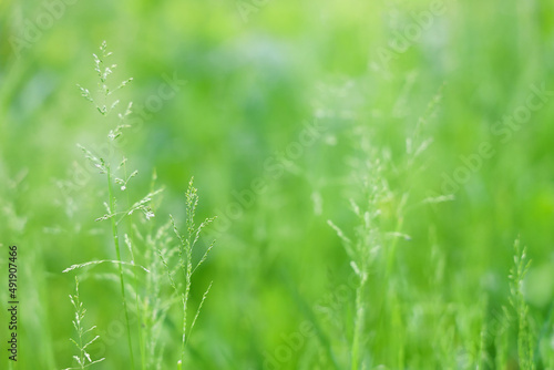 Soft focus, abstract green background, field grass