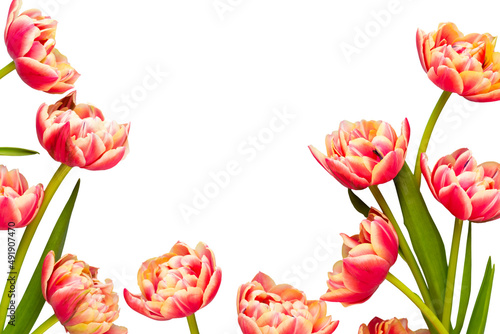 Spring flowers  tulips on pastel colors background. Retro vintage style.