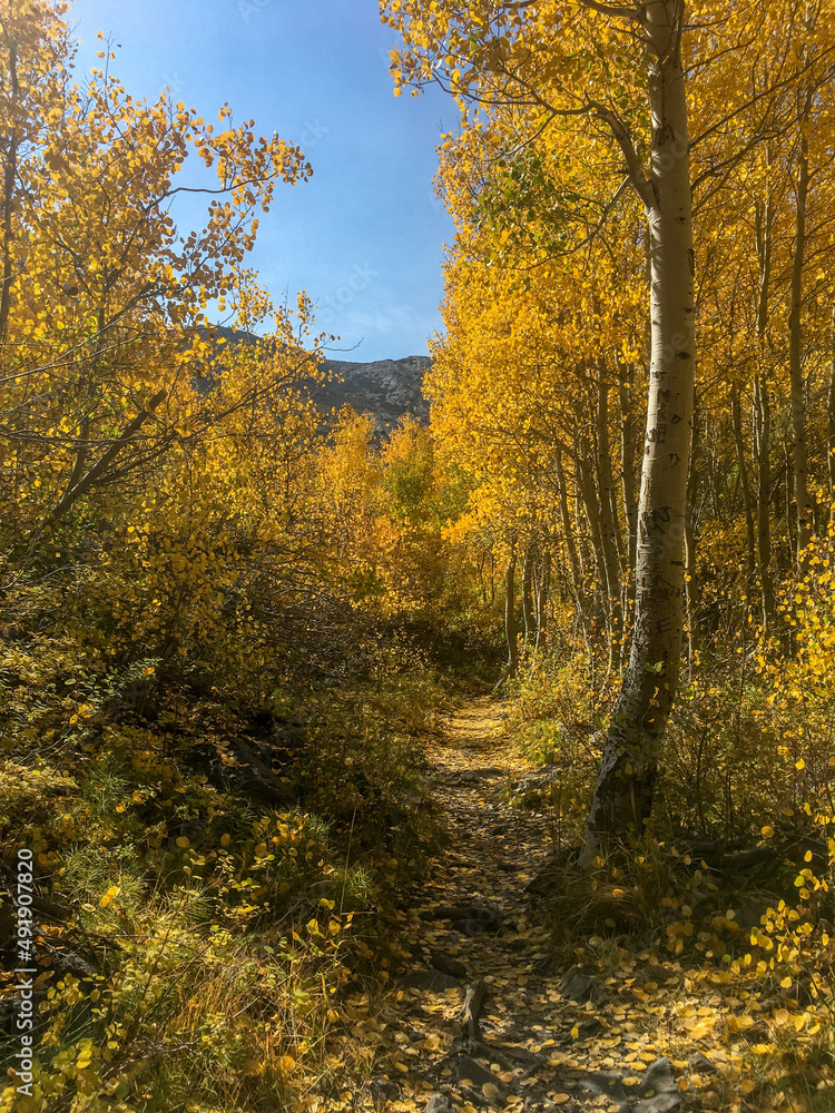 fall pathway