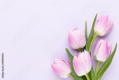 Lilac tulip flower on purple background. © gitusik