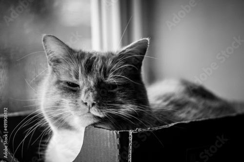 Fototapeta Naklejka Na Ścianę i Meble -  Ginger cat