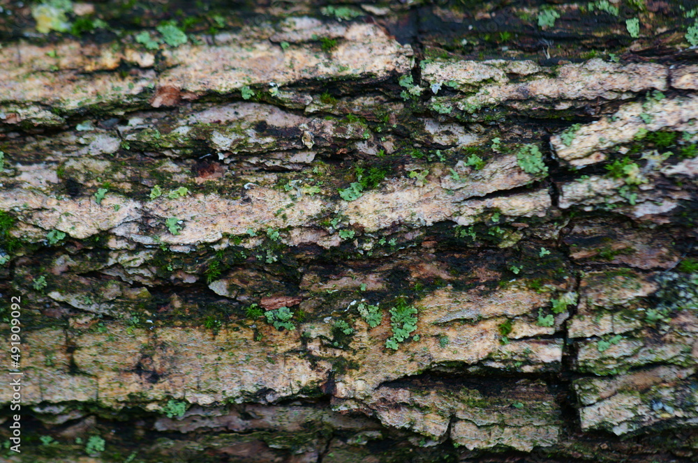Tree bark close-up. Natural background. Tree bark close-up. Natural background.