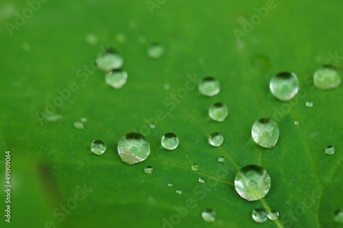 A raindrop on a green leaf in close-up. Natural background.