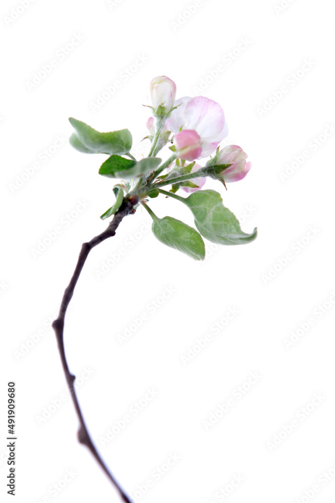 Blooming apple tree branch with large white-pink flowers and green leaves isolated on white background. Flowering at spring. Blooming apple tree branch with large white-pink flowers and green leaves isolated on white background. Flowering at spring.