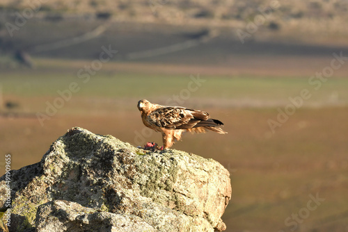 aguila imperial semi adulta en su territorio