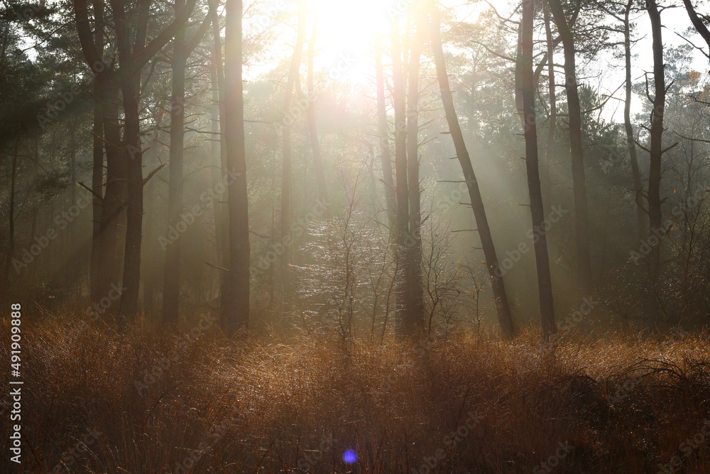 Sunshine with sun rays and beautiful light in a forest with moist air. Dutch forest in November in autumn. Natural background image. Sunshine with sun rays and beautiful light in a forest with moist air. Dutch forest in November in autumn. Natural background image.