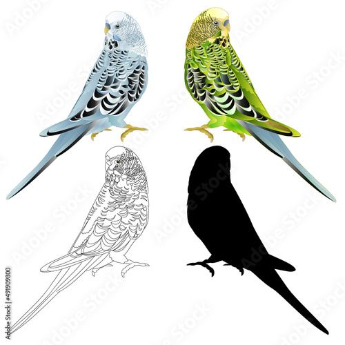 Bird Budgerigar parakeet green blue pet parakeet  or budgie or shell parakeet home pet natural and outline and  silhouette watercolor on a white background vintage vector illustration editable 