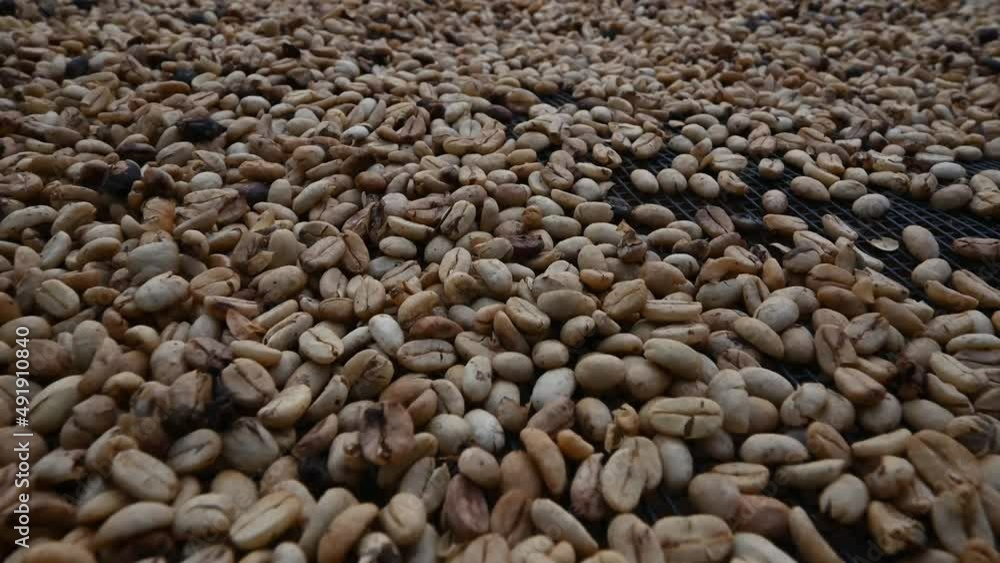 4K video of coffee beans macro taken in mountains of Dominican Republic on coffee farm. Dry caffeine kernel is perfect for example of coffee cultivation technology. Tillage coffee beans 4K video of coffee beans macro taken in mountains of Dominican Republic on coffee farm. Dry caffeine kernel is perfect for example of coffee cultivation technology. Tillage coffee beans