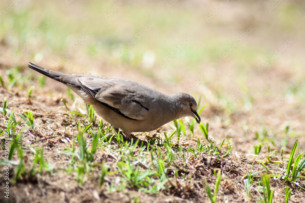 Obraz premium dove in the grass whit blur background