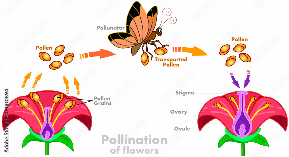 Pollination in butterflies, moths. Butterfly 's pollen carries the ...