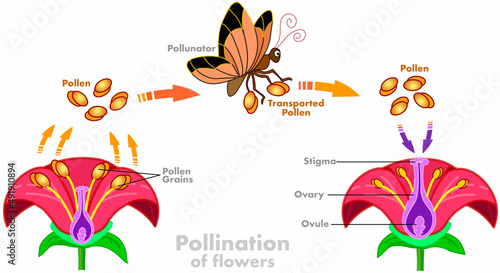 Pollination in butterflies, moths.  Butterfly 's pollen carries the stigma, the ovule from the grains of the red flower. Plants reproductive. Insects, bugs transported process. Illustration Vector