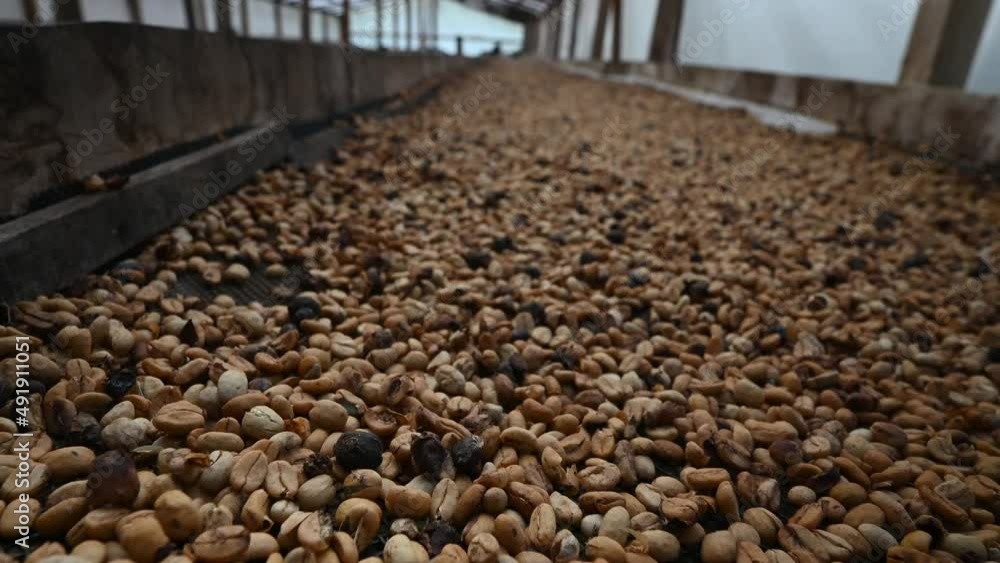 4K video of ranching beans macro taken in mountains of Dominican Republic on coffee farm. Tillage beans coffee is perfect for example of coffee production technology. 4K video of ranching beans macro taken in mountains of Dominican Republic on coffee farm. Tillage beans coffee is perfect for example of coffee production technology.