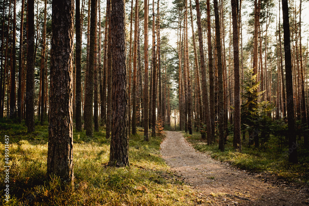 Obraz premium Pine forest, close up trees. Wilderness park, nature. 
