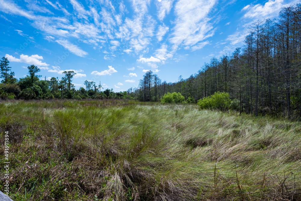 Corkscrew Swamp Sanctuary Big Skies Corkscrew Swamp Sanctuary Big Skies