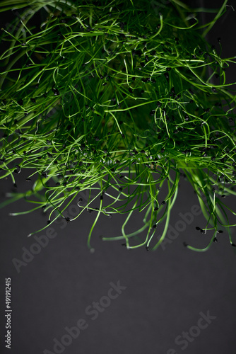 Fresh green plant micro onion grows on a black background
