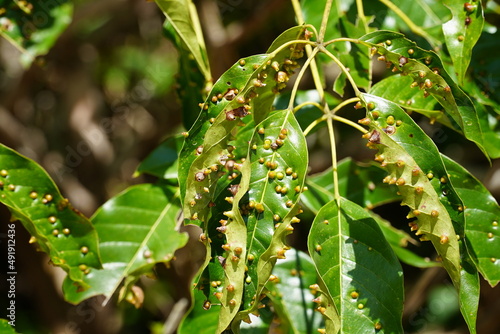 Gall mites (Eriophyidae, Aceria macrorrphyncha) plant parasites on leaves of a tropical tree on the banks of the Rio Tapajós near the village of Pedra Branca, Para State, Brazil. photo