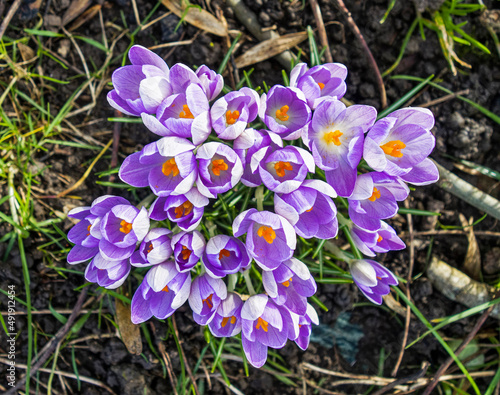 Crocus vernus flowers herald spring in the UK photo