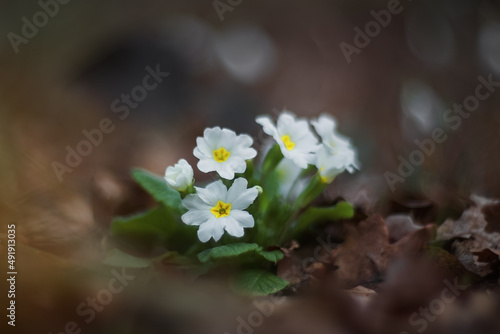 White primrose blooms in the forest. Flowers close-up on a blurred background. Spring primroses.