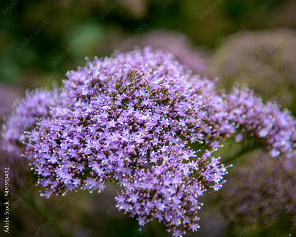 Obraz premium Purple flowers