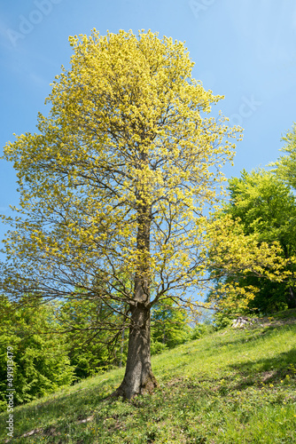 oak tree at springtime with budding yellow-green leaves
