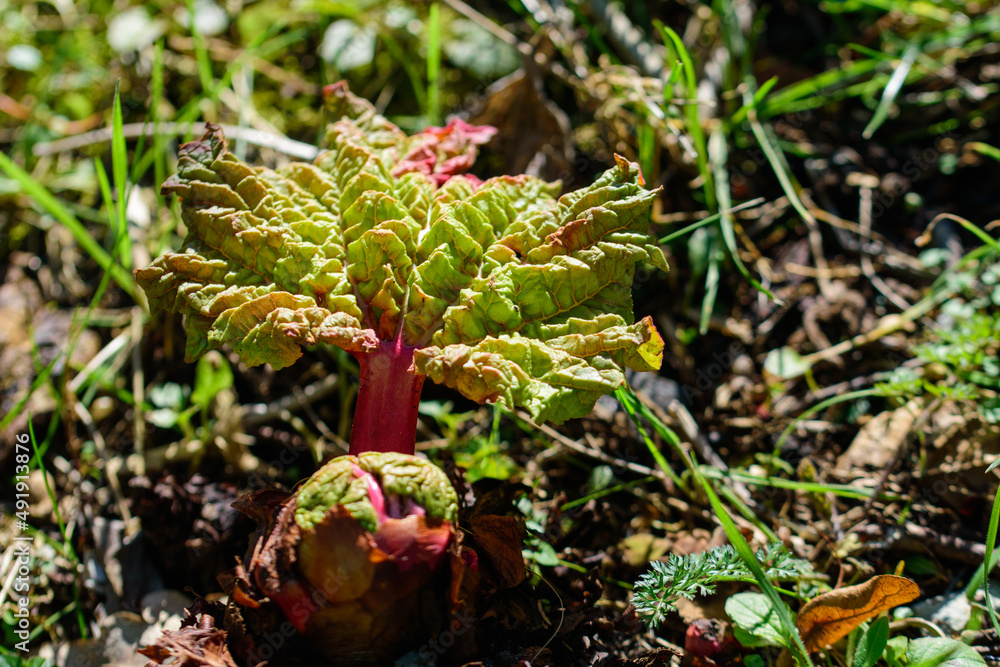 Dieses Jahr treibt der Rhabarber, Rheum rhabarbarum schon im Februar aus. Frische junge Blätter der Gemüsepflanze aus meinem Garten. Dieses Jahr treibt der Rhabarber, Rheum rhabarbarum schon im Februar aus. Frische junge Blätter der Gemüsepflanze aus meinem Garten.