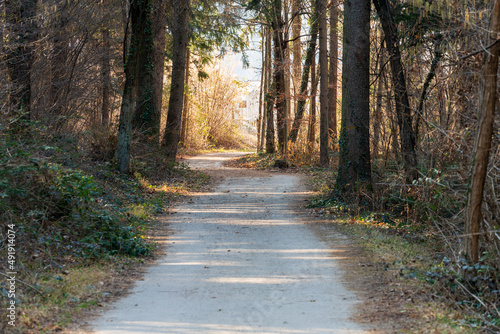 A sunny spring day in the beautiful Monticolo forest in South Tyrol.