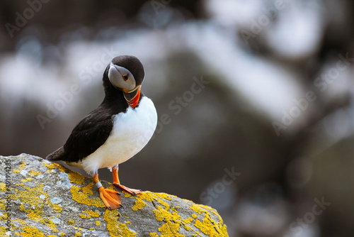 Atlantic puffin (Fratercula arctica) on a cliff with a natural grey background